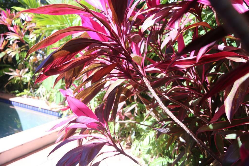 Beauty Tiny Walk To Sea Villa Port Douglas Exterior foto